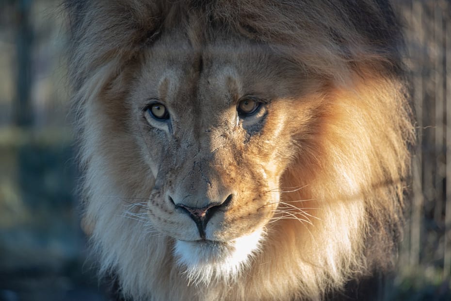 close up photo of lion